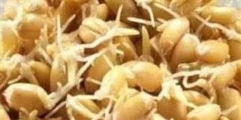   القمح المبرعم.. غذاء خارق بين الفوائد والتحذيرات