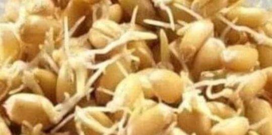 القمح المبرعم.. غذاء خارق بين الفوائد والتحذيرات