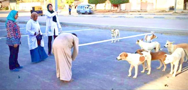 لحماية المواطنين من أي مخاطر.. حملة ضد السعار ببرج العرب غربي الإسكندرية
