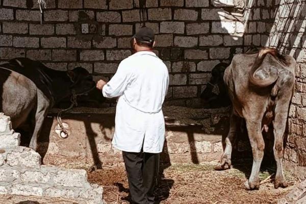 محافظ الدقهلية: تحصين 219 ألف رأس ماشية ضد مرض الحمى القلاعية بلقاح sat1
