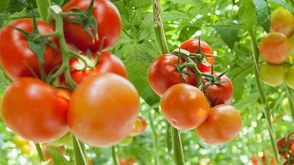وزير الزراعة ينفي شائعة رش الطماطم بمواد كيميائية