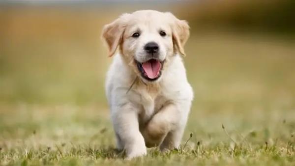 ما حكم اقتناء الكلب وكيفية التعامل مع نجاستها؟