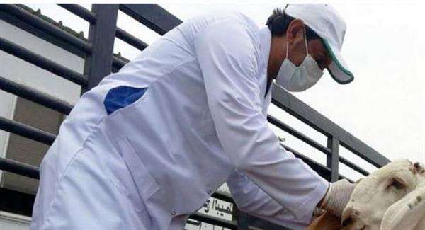 فتح باب التقديم لشغل أكثر من 4500 وظيفة طبيب بيطري بنظام الاستعانة