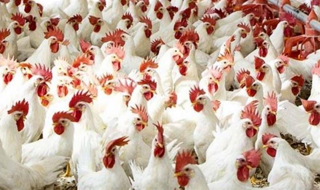 أسعار الدواجن اليوم.. من المزرعة لمائدتك