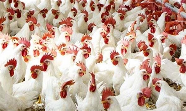 أسعار الدواجن اليوم.. من المزرعة لمائدتك