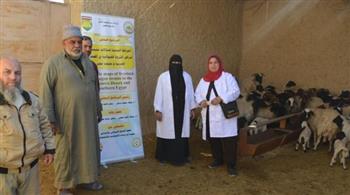   "بحوث الصحراء" ينظم ورشة عمل لتنمية الثروة الحيوانية ودعم المربين بواحة سيوة