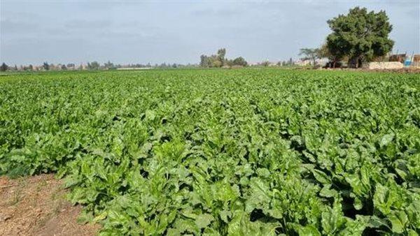 زراعة 59 ألف فدان من محصول بنجر السكر بالشرقية
