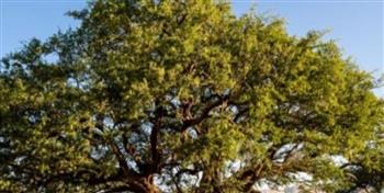   زيت الأركان.. أيقونة أغادير التي تجذب السائحين من كل أنحاء العالم