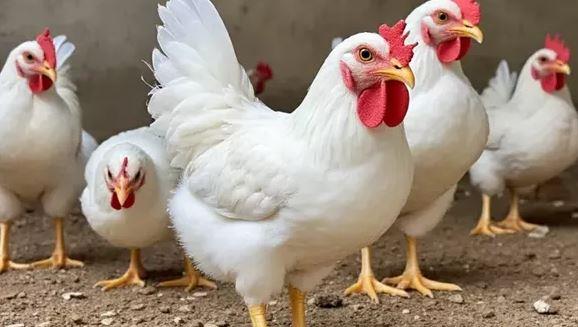 أسعار الدواجن اليوم