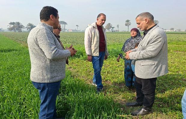 "البحوث الزراعية" يتفقد حقول بني سويف للاطمئنان على المحاصيل