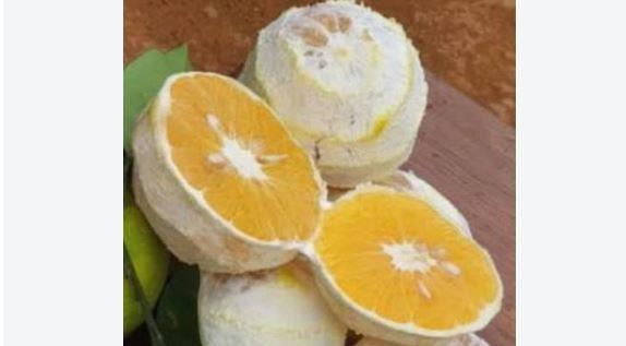 الألياف البيضاء في البرتقال.. فوائد صحية لا تتخلصي منها عند التقشير