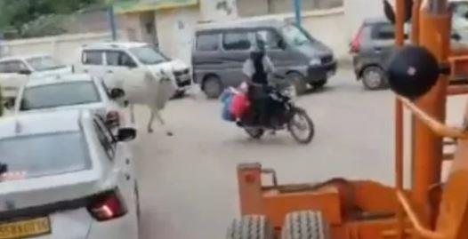 بقرة تطارد سائق دراجة نارية.. فيديو يشعل السوشيال ميديا