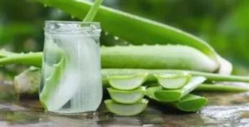   كيف يواجه الصبار إنزيمات فقدان الذاكرة؟