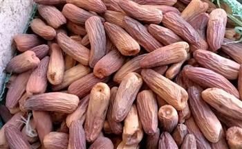   البلح الناشف… هل وجود الدود حقيقة أم مبالغة؟