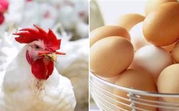 أسعار الدواجن النهارده.. استقرار في السوق