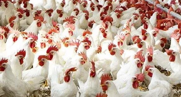 التبزيم في الدواجن.. غش صحي خطير يهدد موائدنا