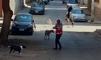 بيطري قنا ينجح في تحصين 86 كلبا ضالا ضمن حملة مكبرة