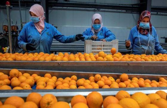 مصر تحقق رقما قياسيا في الصادرات الزراعية