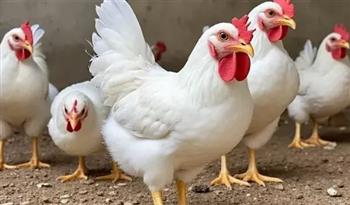   الدواجن اليوم.. تعرف على سعر الكيلو للمستهلك