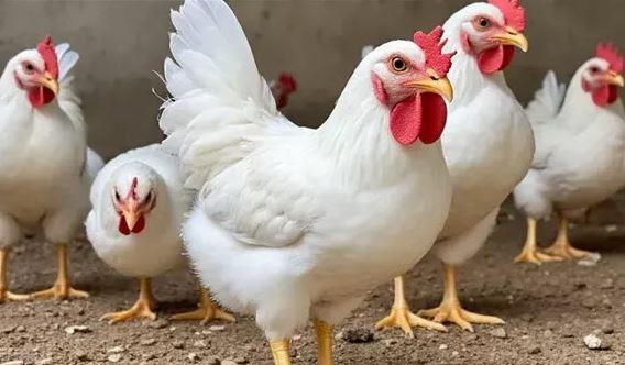 الدواجن اليوم.. تعرف على سعر الكيلو للمستهلك