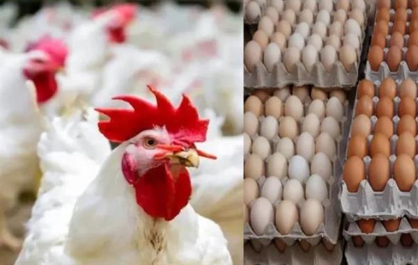 ارتفاع طفيف في أسعار الدواجن.. اعرف الجديد