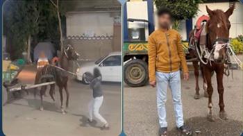  كشف ملابسات فيديو التعدي على حصان بالقليوبية