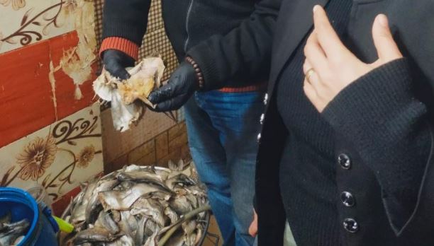 ضبط 1.2 طن أسماك فاسدة بـ "غرب شبرا الخيمة