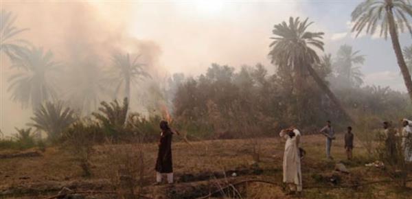 مطروح .. حريق بمنطقة زراعات نخيل بقرية المراقى بسيوة