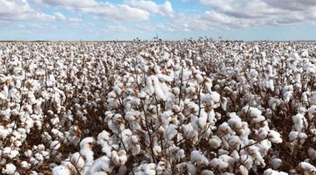 "الزراعة" تتابع التجهيز المبكر لتقاوي القطن للموسم الجديد