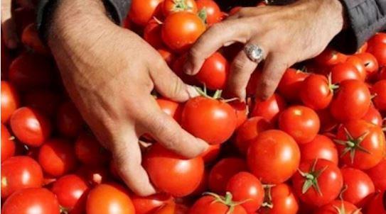 "الفلاحين": تراجع أسعار الطماطم بعد 20 يوما
