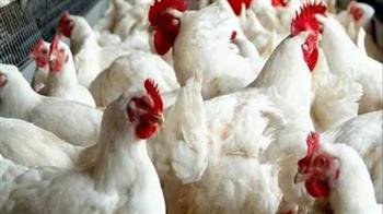   انخفاض كبير في أسعار الدواجن.. نائب رئيس اتحاد منتجي الدواجن يكشف التفاصيل 