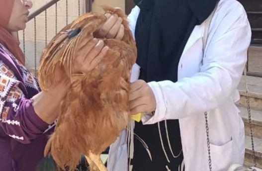الزراعة:  فحص نصف مليون طائر و180 ألف ماشية لمكافحة الأمراض
