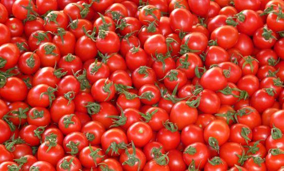 شعبة الخضروات: طرح كيلو الطماطم بـ  21.5 جنيه في هذه الأماكن