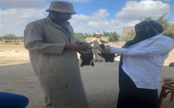   محافظ كفر الشيخ يشدد على سلامة الطيور وصحة المواطنين