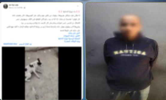 كشف ملابسات فيديو ضرب كلب وحجز المتهم بالقاهرة
