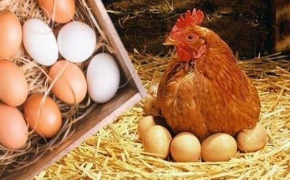 أسعار الدواجن الأبيض والبلدي الآن.. آخر المستجدات