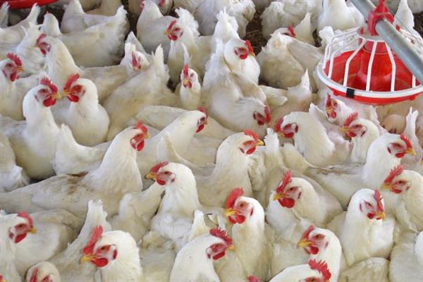 استقرار أسعار الدواجن أولوية ضمان استمرار الإنتاج.. فيديو