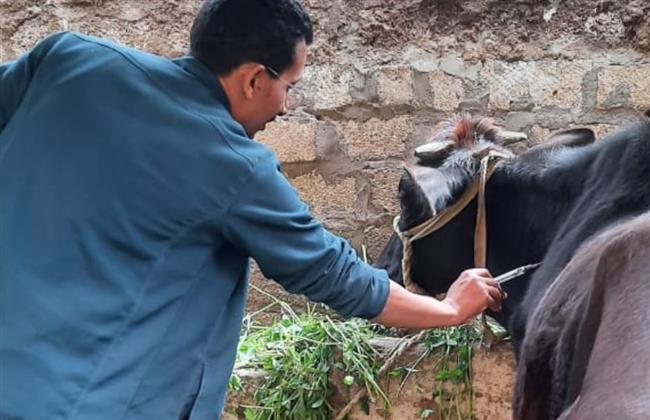حملة بيطرية بأسيوط تحصن 79 ألف رأس ماشية