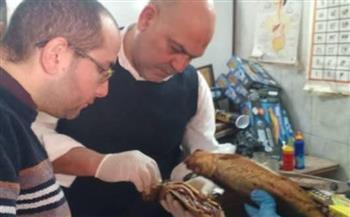   ضبط 1.5 طن فسيخ ورنجة فاسدة في القليوبية قبل ترويجها 