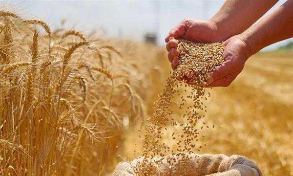 الزراعة: قفزة في زراعة القمح.. وتجاوز 3.7 مليون فدان هذا الموسم