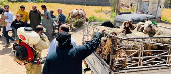 الدقهلية تنفذ قافلة بيطرية شاملة لعلاج الماشية والطيور بميت غمر