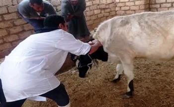   محافظ أسوان يتابع تحصين 45 ألف رأس ماشية ضد الجلد العقدي وجدري الأغنام