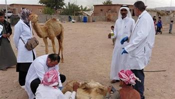 "بحوث الصحراء" يطلق قافلة بيطرية بجنوب سيناء