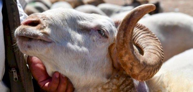 هل يجوز دفع ثمن الأضحية من مال الزكاة؟.. الإفتاء تُجيب