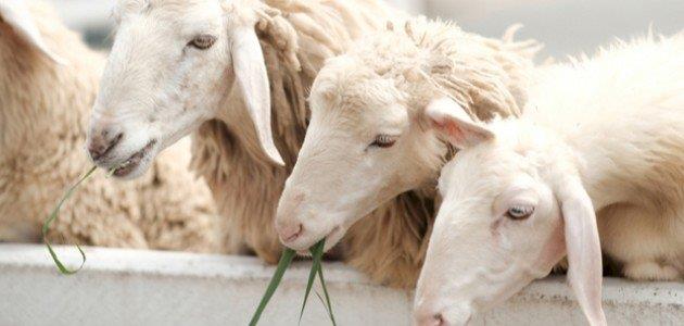 ما حكم من لا يضحي في العيد وهو قادر؟.. الإفتاء تُجيب