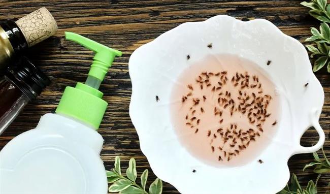 طرق طبيعية للتخلص من الناموس في المنزل