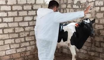   تحصين 186 ألفًا و251 رأس ماشية ضد الحمى القلاعية بالمنيا 