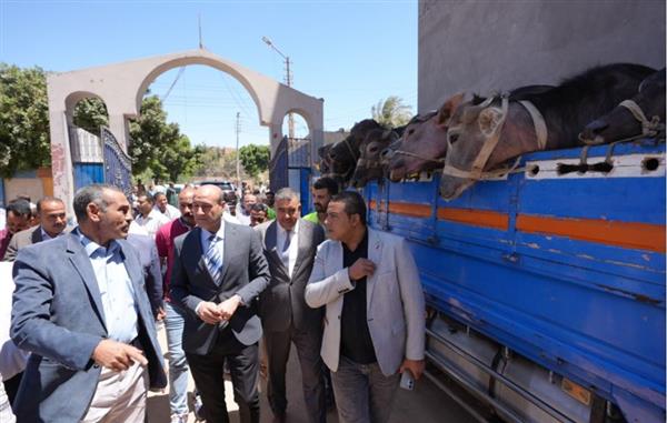محافظ أسيوط يسلم 28 رأس ماشية للأسر الأولى بالرعاية بمركز البداري