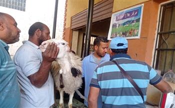   ضمن "باب أمل ".. الطب البيطري بسوهاج يسلم 850 رأس أغنام للمستفيدين بـ 4 قرى