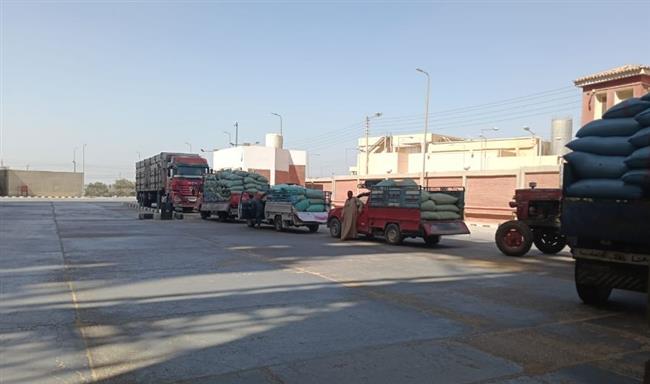 محافظ أسيوط: توريد 33 ألف طن قمح إلى الصوامع والشون منذ بدء الموسم 